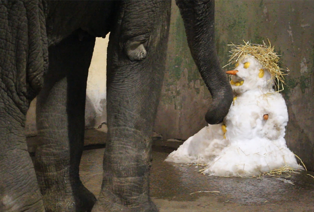 Животным из зоопарка устроили праздник (фото, видео)