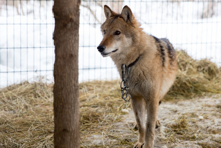 В Харькове спасают волка, которого держали на цепи