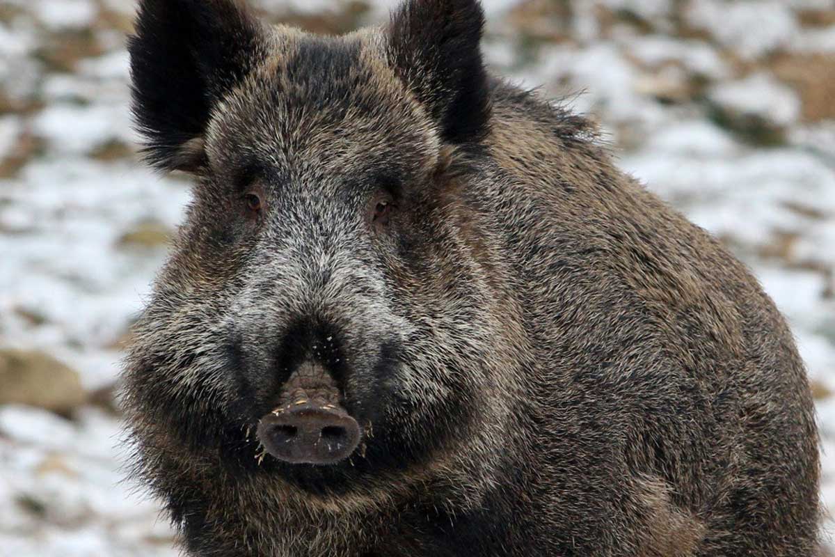 Погода зверей 1. Кабан в Челябинской области. Морда кабана. Дикий кабан.