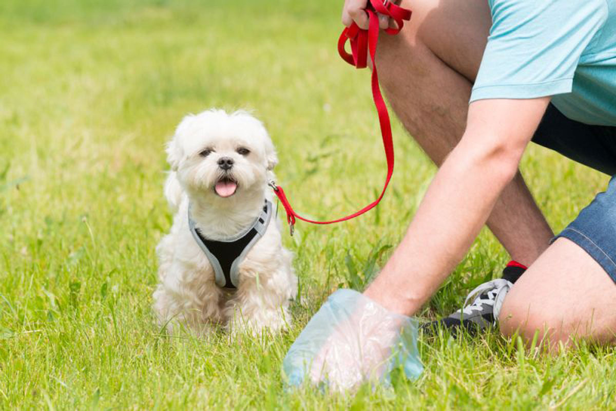 Харьковчане предложили способ уборки за гуляющими собаками