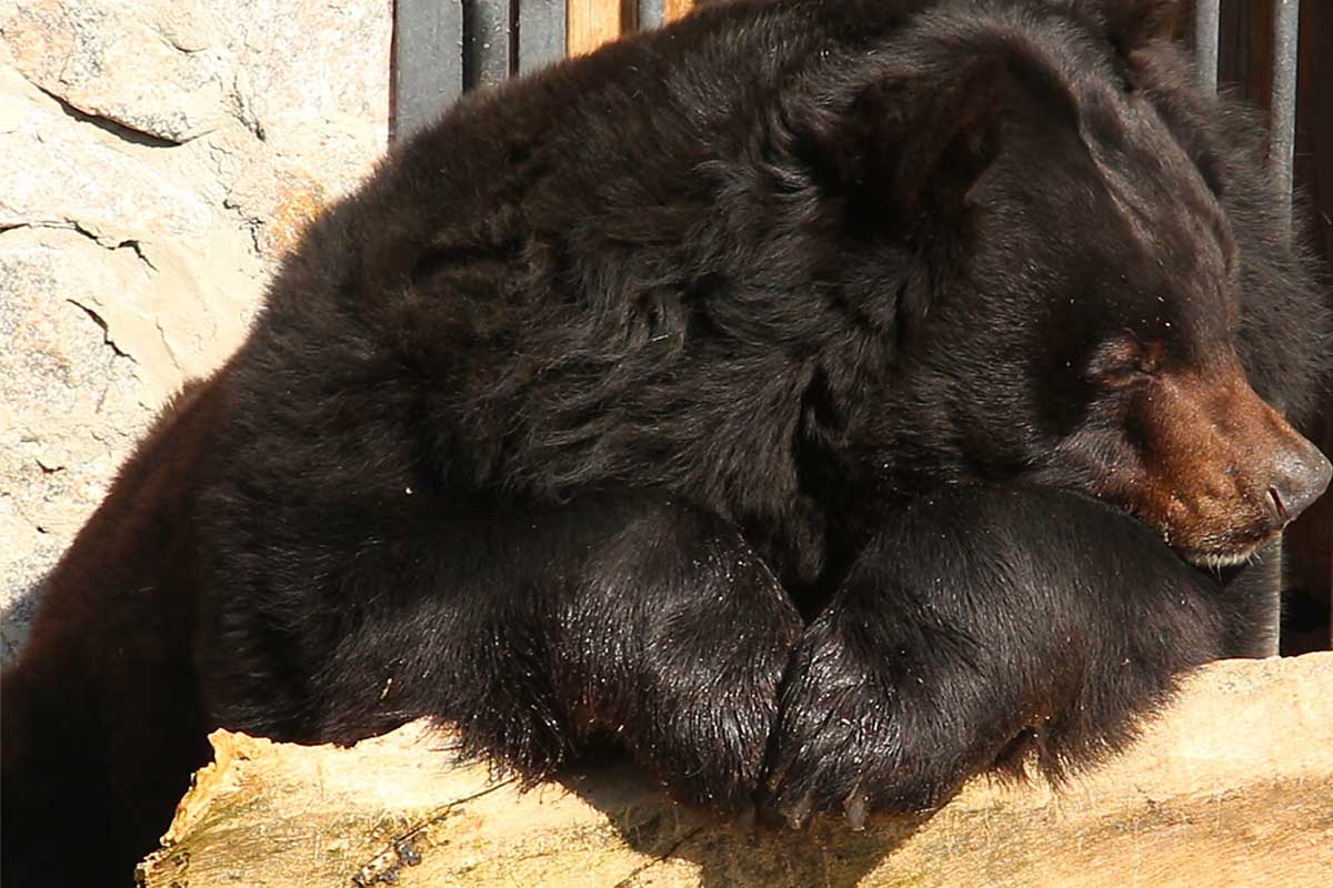 В Харькове проснулись медведи (фото, видео)