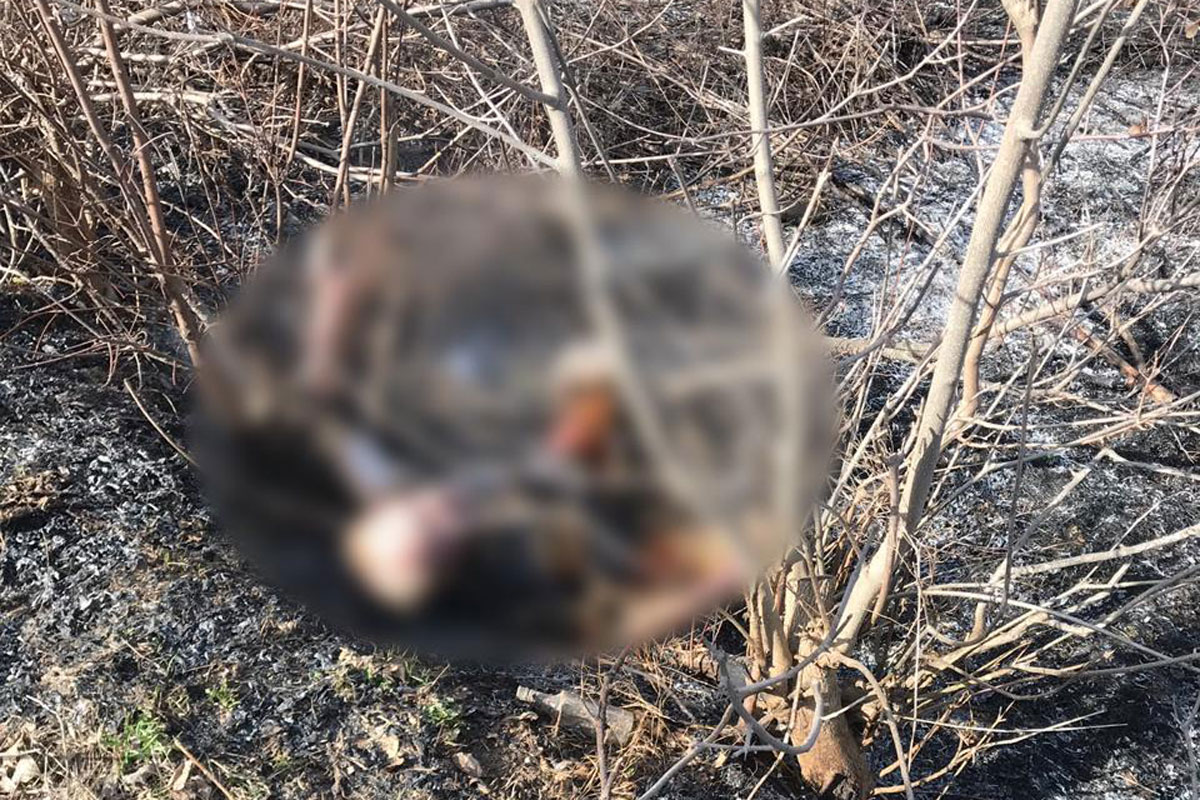 В пылающей траве погиб мужчина: полиция открыла дело (фото)