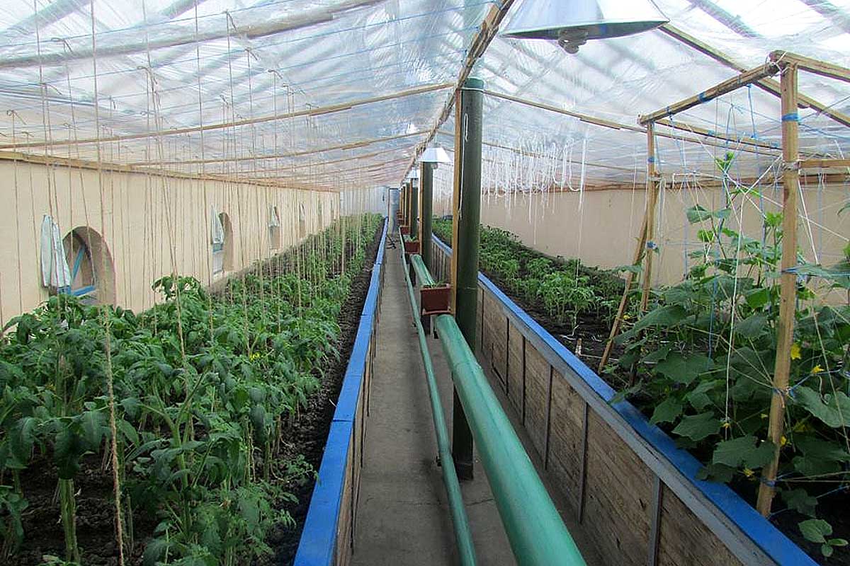 В Харькове преступники выращивают помидоры (фото)