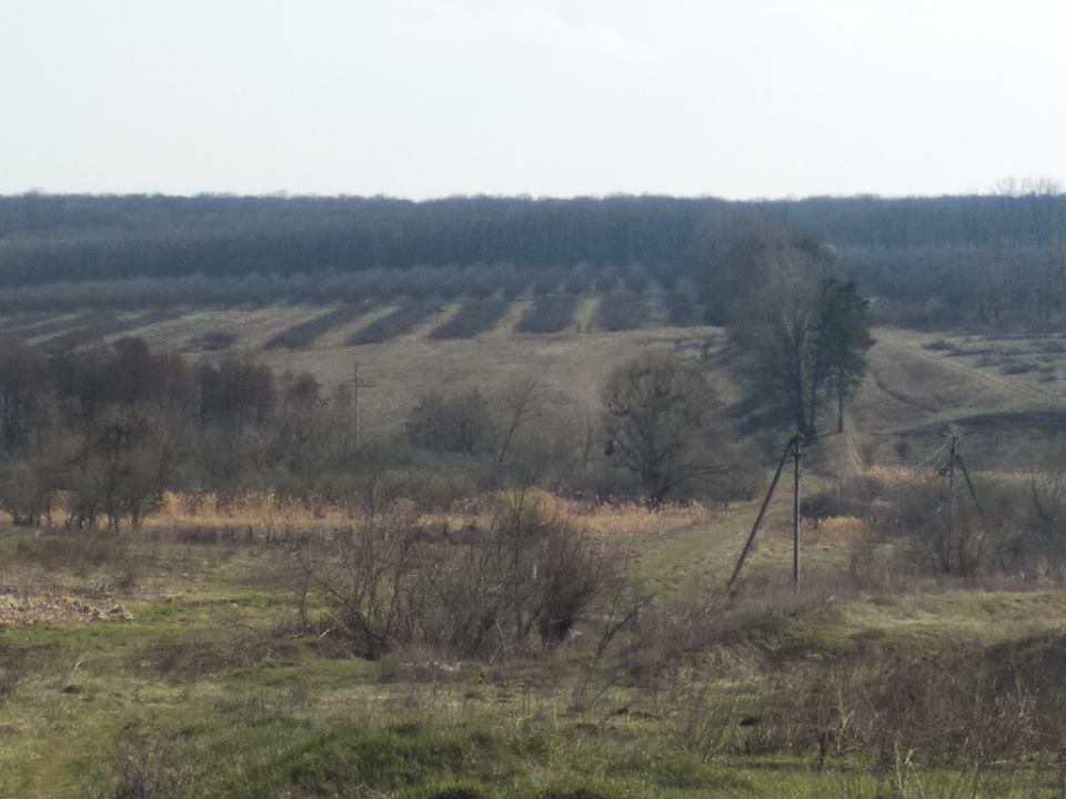 Под Харьковом вырубают сады