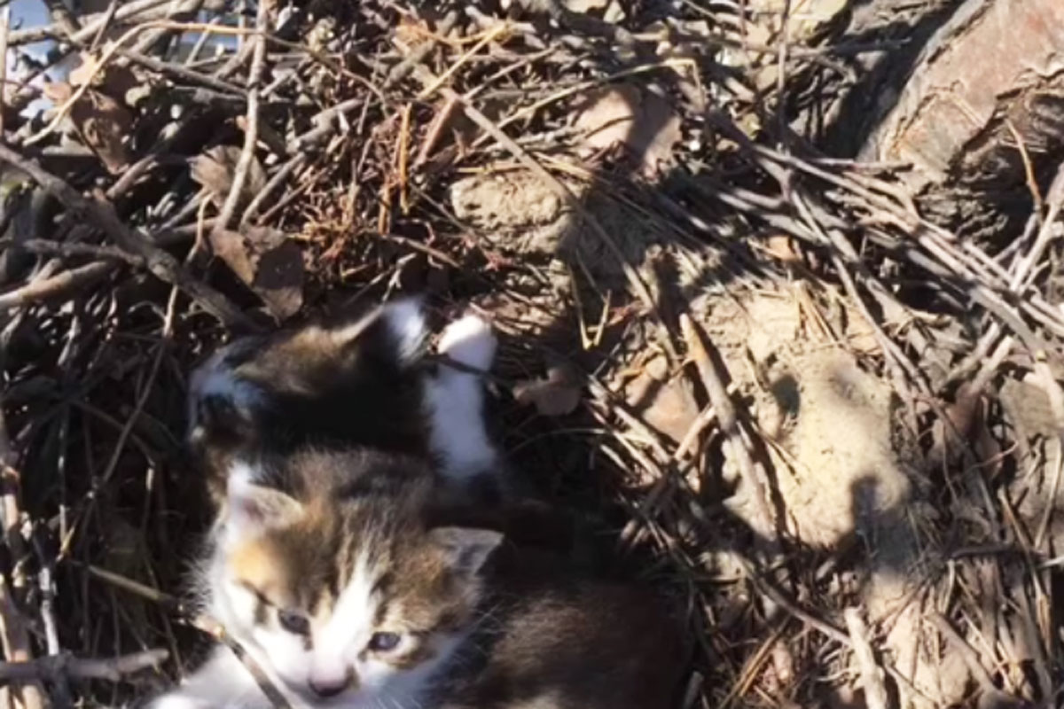В Харькове кошачье семейство поселилось в гнезде (видео)