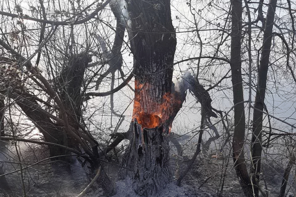В Харькове полыхает трава (фото)