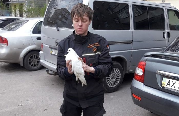 В Харькове ищут хозяина белого голубя (фото)