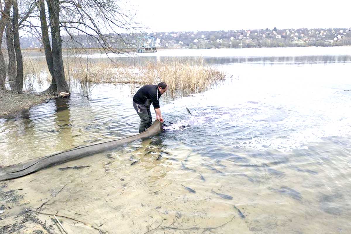 В водоемы под Харьковом запустили рыбу