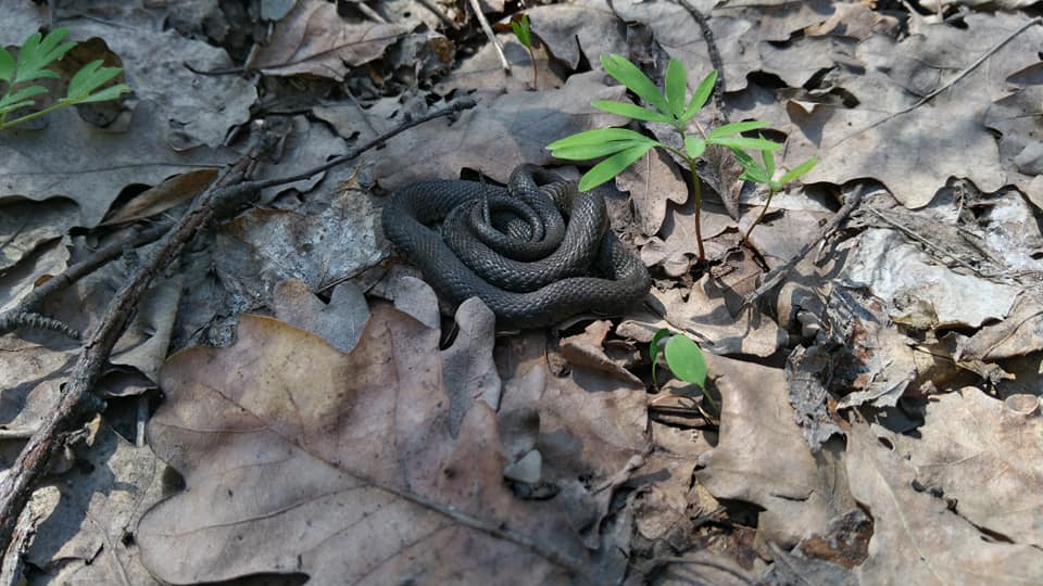В лесу под Харьковом змеи пугают прохожих (фото)