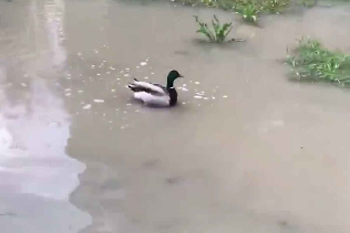 В Харькове в луже посреди улицы плавают утки (видео)