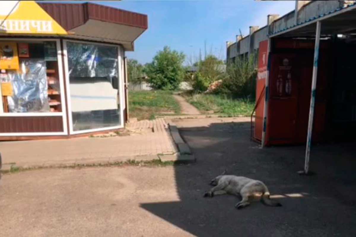 Под Харьковом отравили собак (видео)