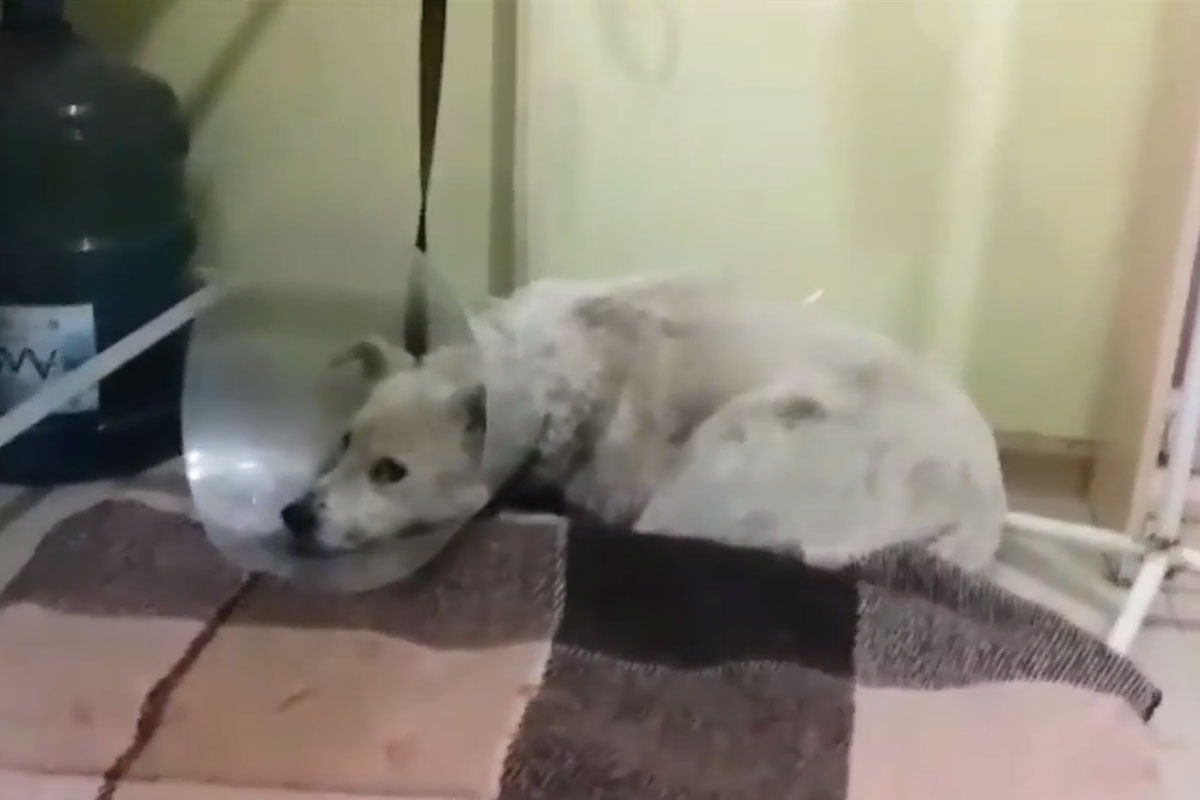 Под Харьковом собаке отрезало лапу: животное выписали (видео)
