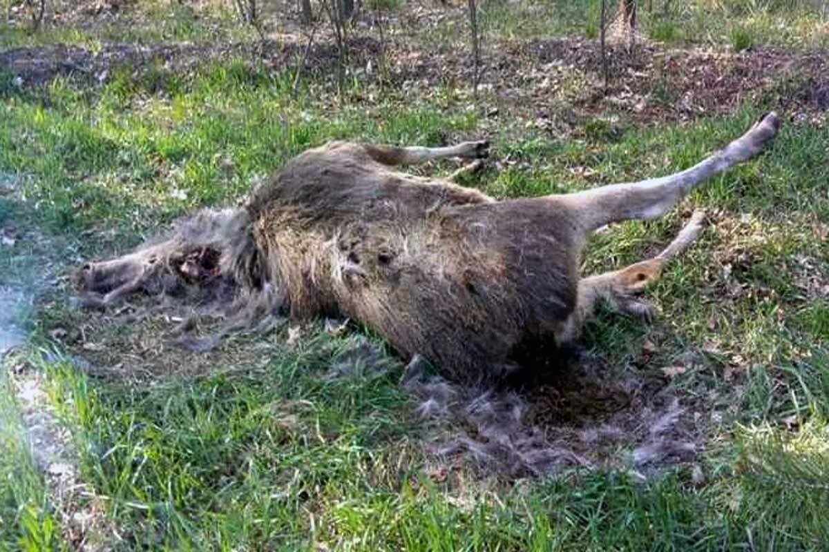 Под Харьковом застрелена беременная лосиха (фото 18+)