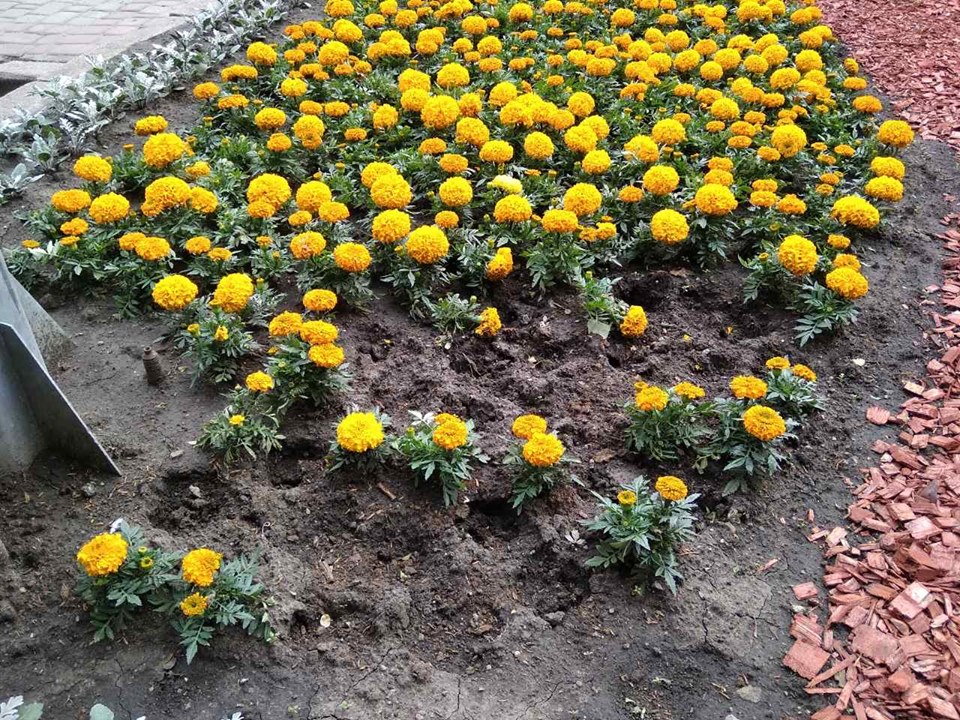 Харьковчане выкапывают цветы с городских клумб (фото)