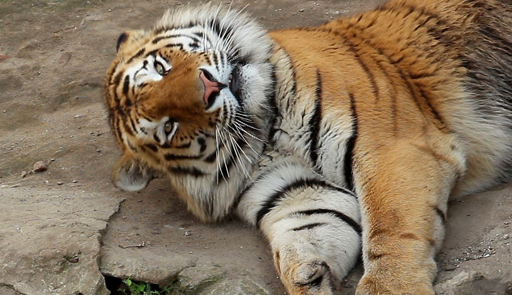Харьковский тигр отметил день рождения (фото, видео)