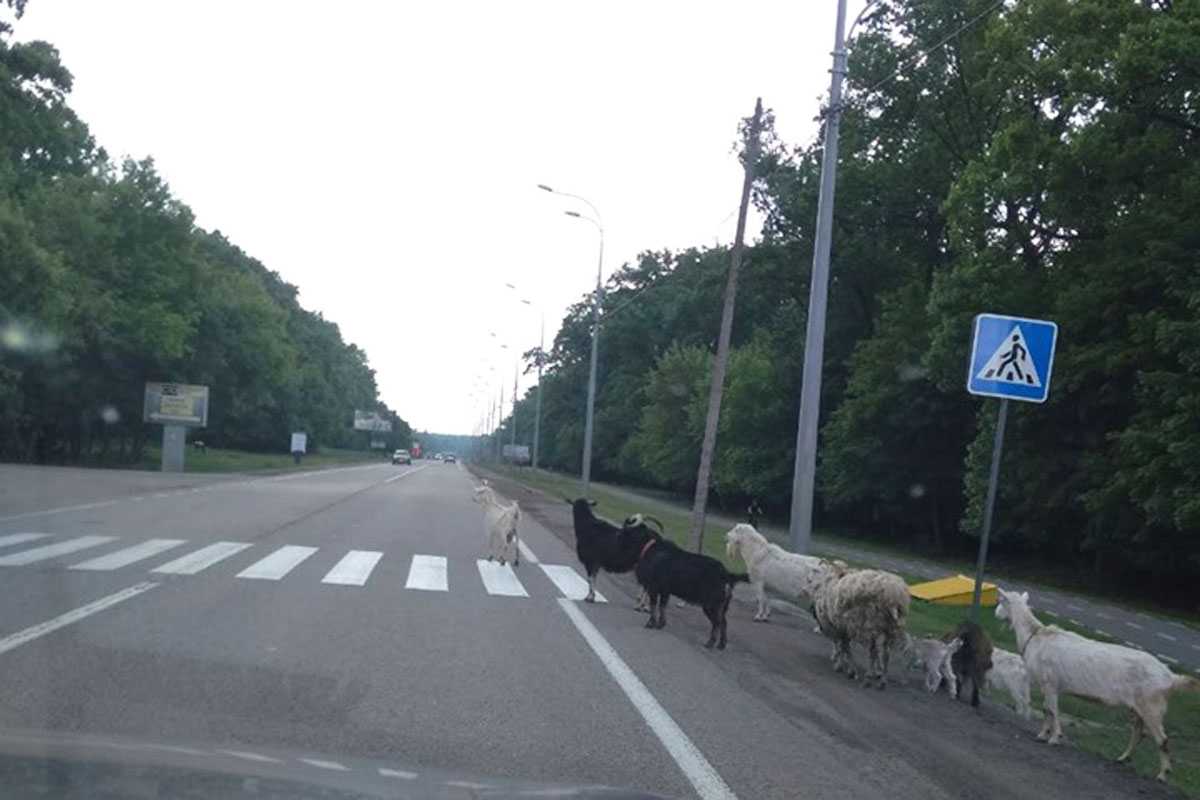 В Харькове на дороге заметили стадо коз (фото)
