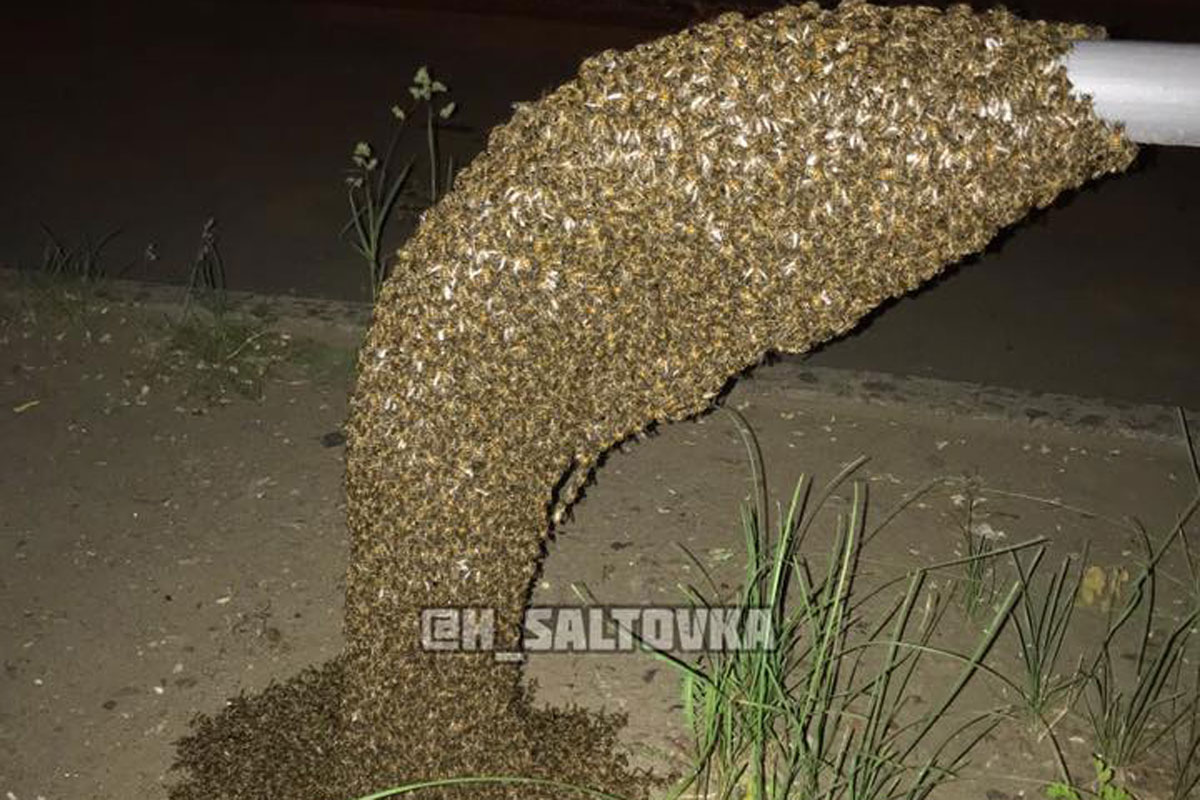 Жителей Салтовки напугал пчелиный рой (фото)