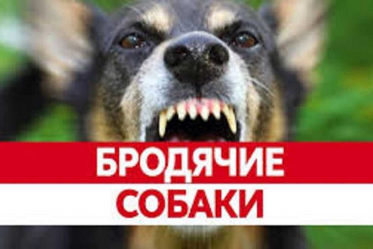 В Харькове резко сократилось количество бездомных собак