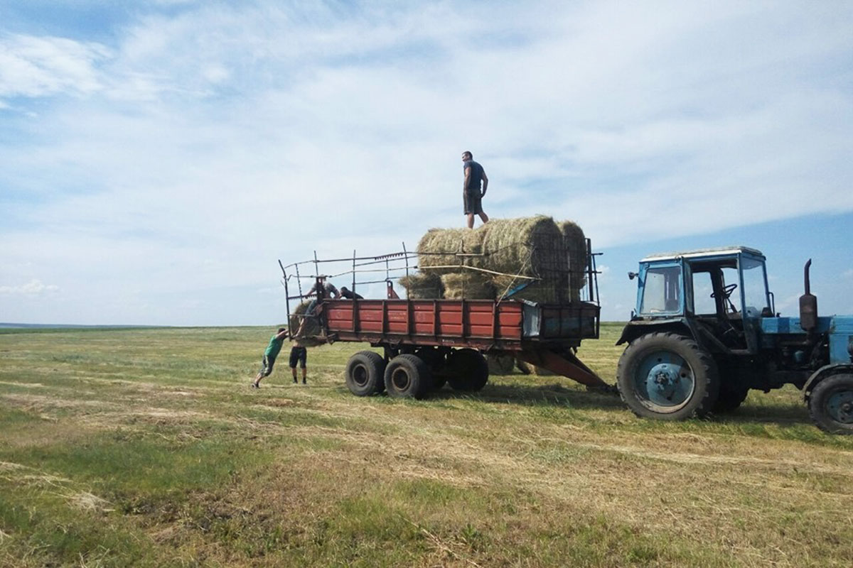 Под Харьковом преступники заготавливают сено (фото)