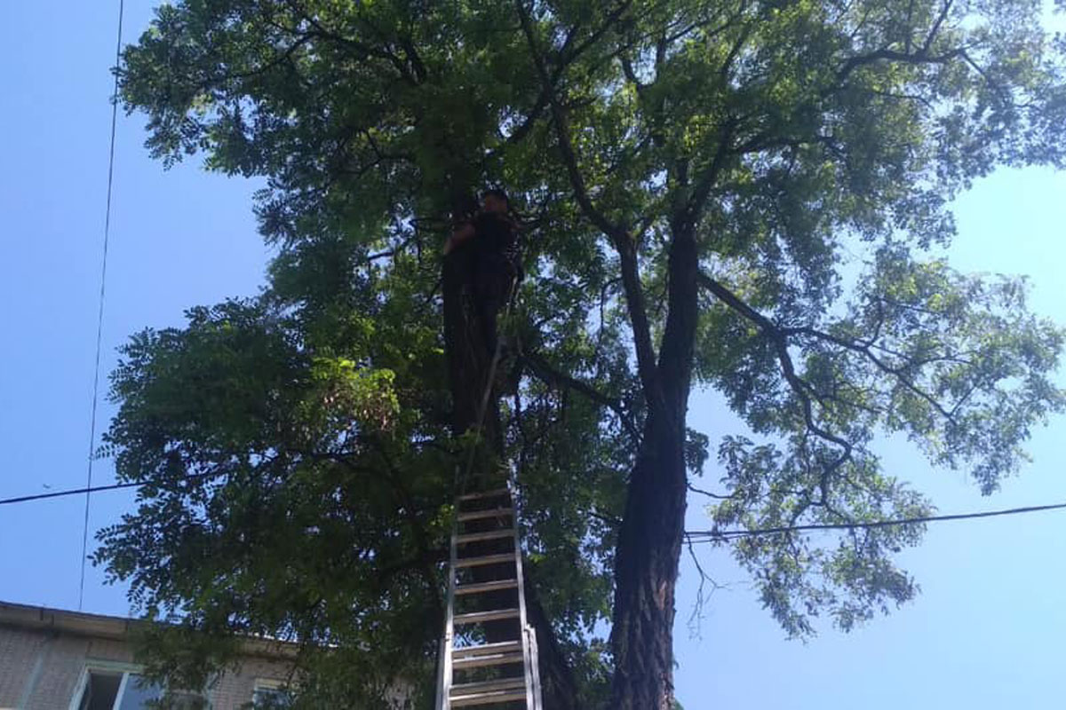 На ХТЗ спасли кота, просидевшего на дереве двое суток (фото)