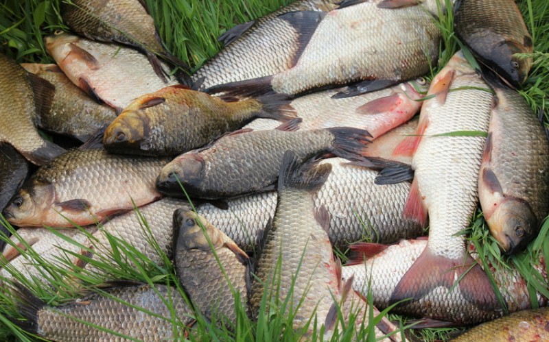 В Харьковской области браконьеры наловили тонну рыбы