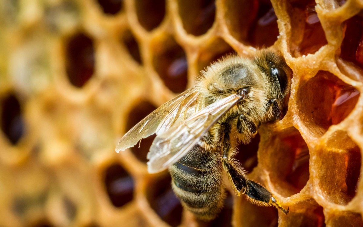 Массовым отравлением пчел занялась полиция