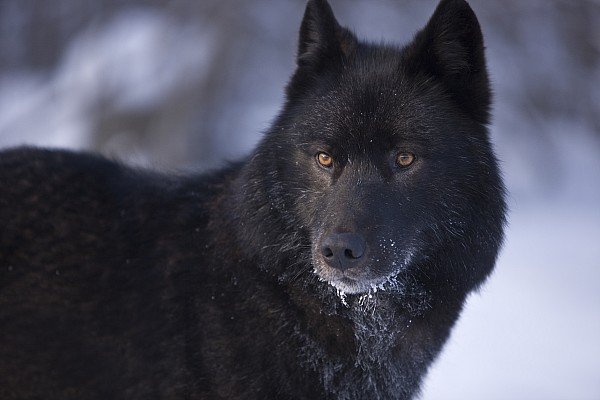 Под Харьковом появились опасные для людей гибридные волки - зоологи