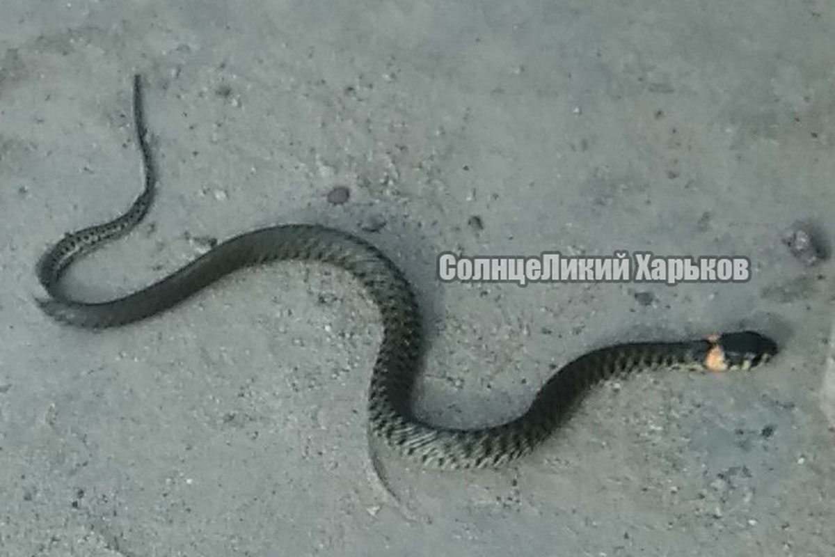 Харьковчан испугала змея (фото)