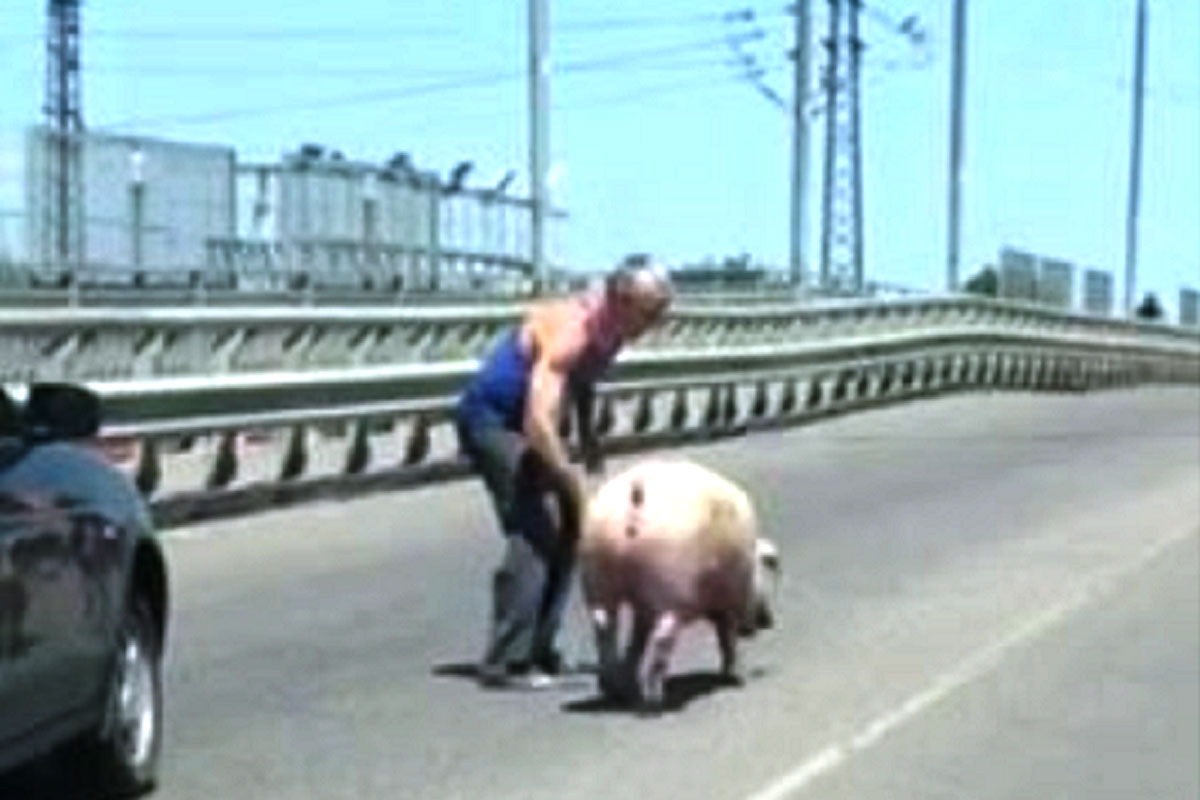 Под Харьковом свинья выпрыгнула из машины на ходу (видео)