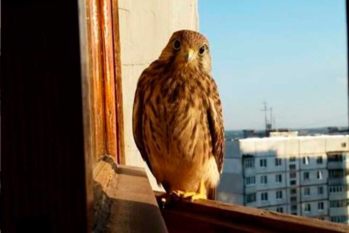 В Харькове заметили хищную птицу (фото)