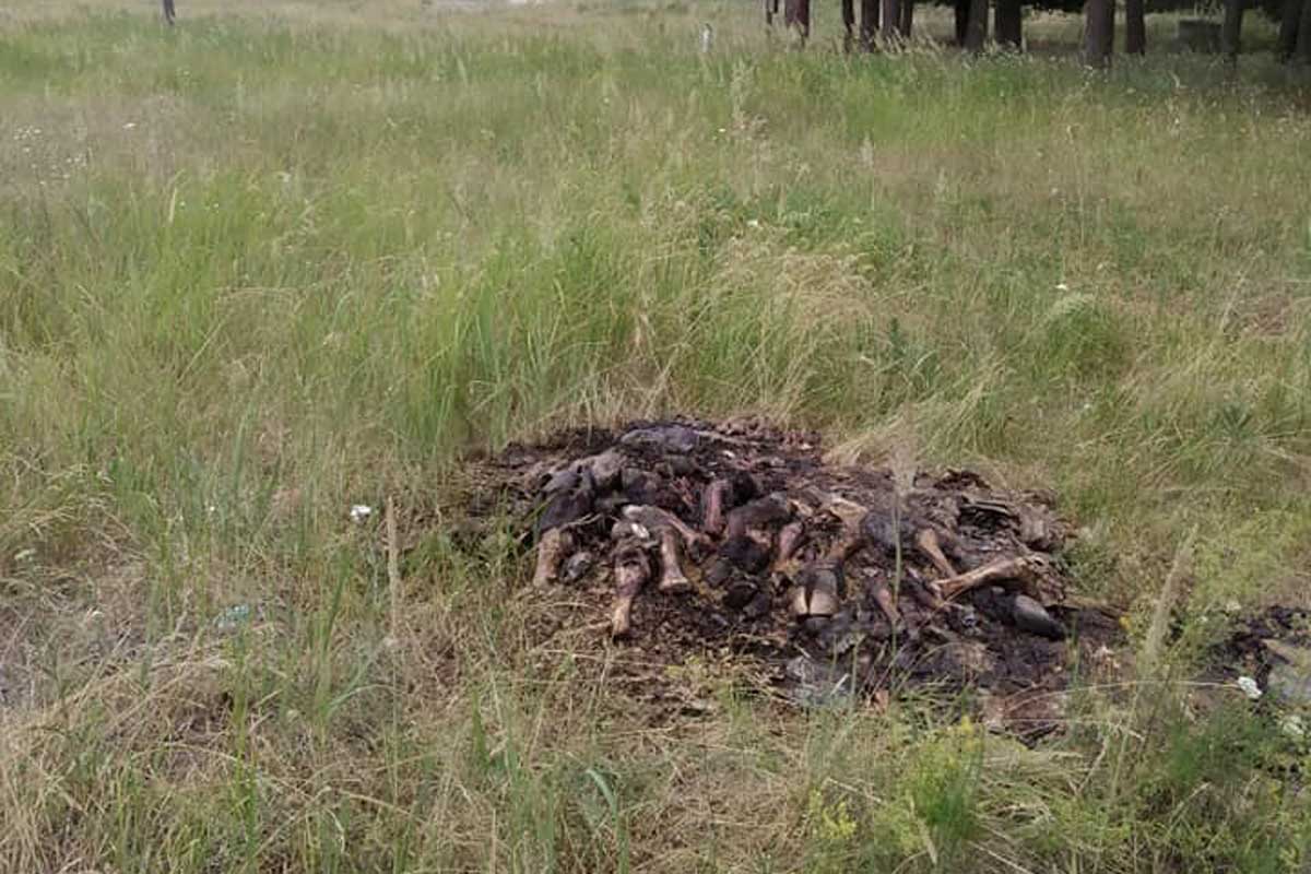 Под Харьковом найдены останки животных