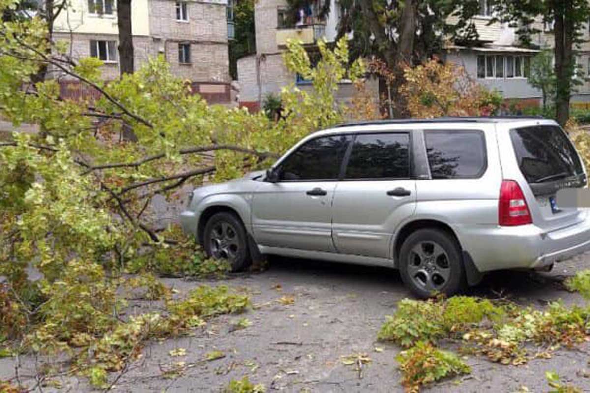 В Харькове на машину рухнуло дерево (фото)