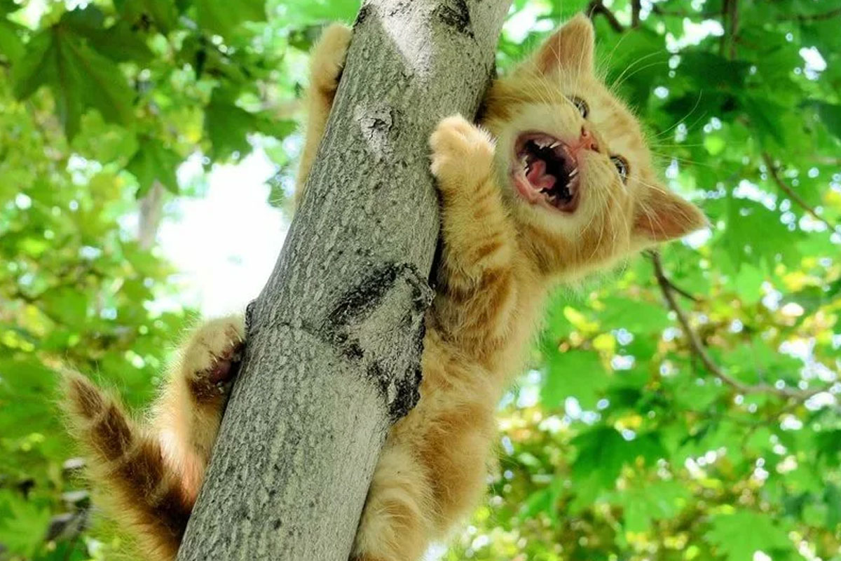В Харькове спасли котенка, просидевшего на дереве трое суток (видео)