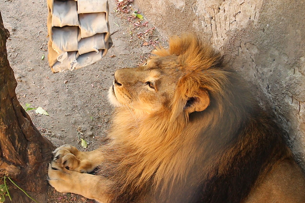 В зоопарке животных спасают от жары (фото, видео)