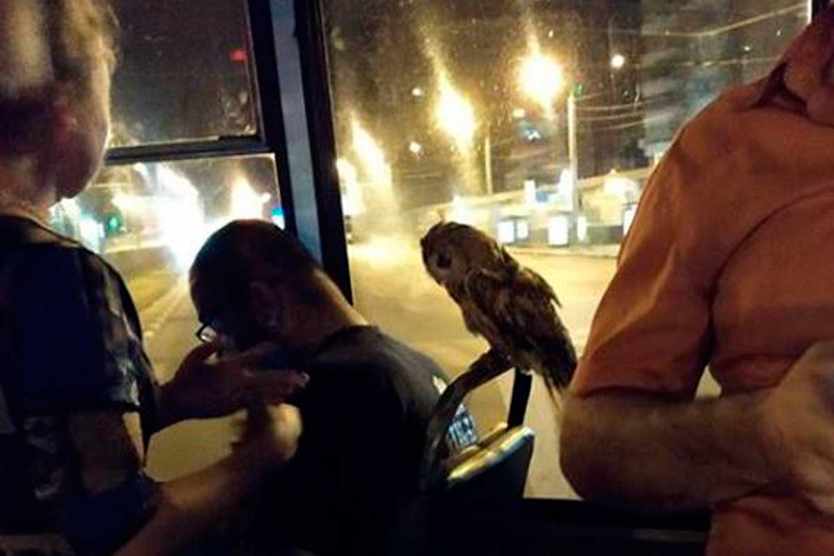 В харьковском троллейбусе заметили сову (фото)