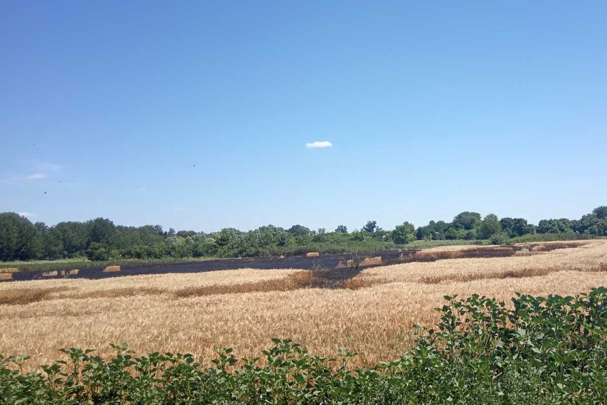 Под Харьковом горело пшеничное поле (фото)