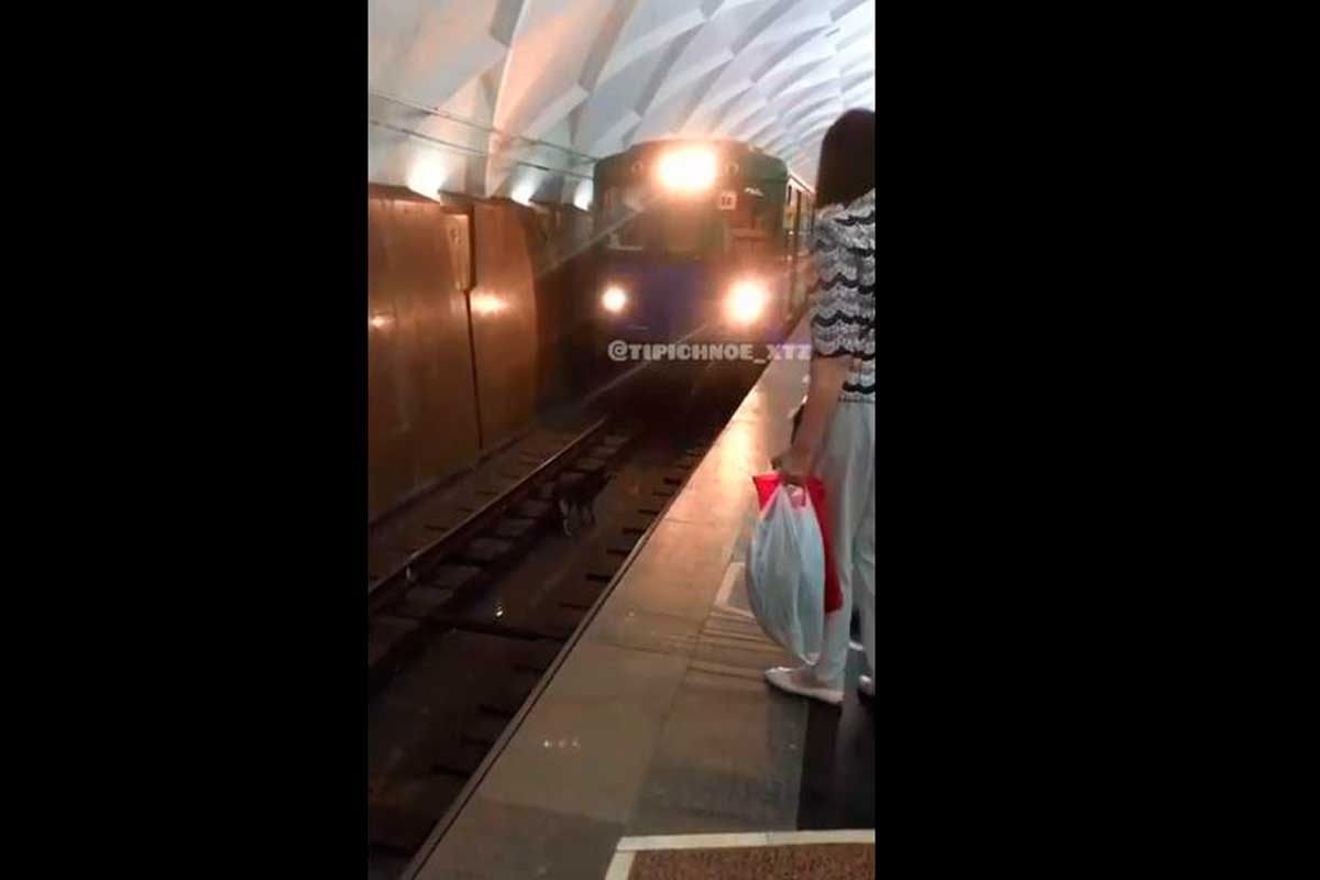В харьковском метро собака упала на рельсы (видео)