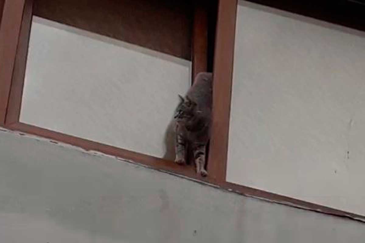 В Харькове любопытный питомец застрял в окне (фото)