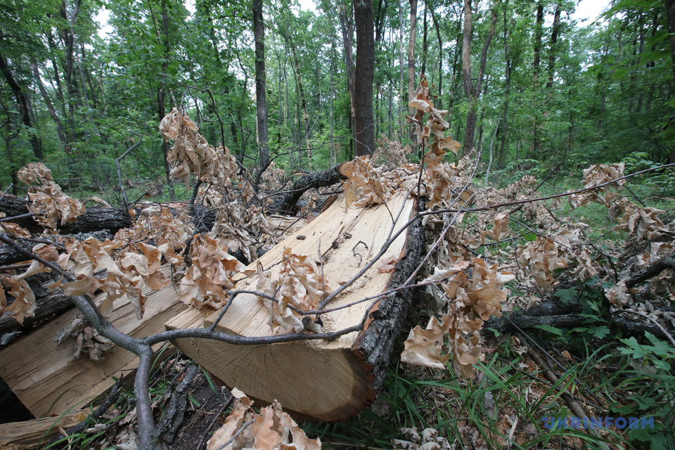 Черные лесорубы уничтожили дубы под Харьковом