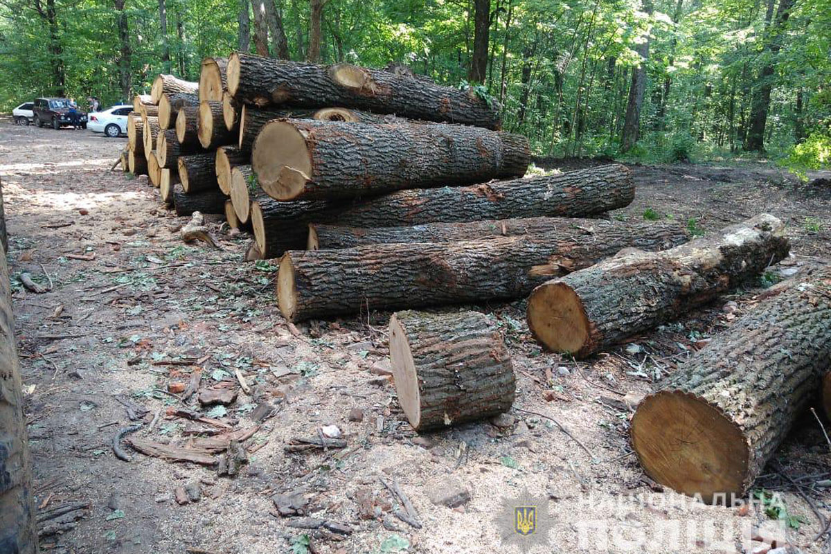 Под Харьковом вырубили лес (фото)