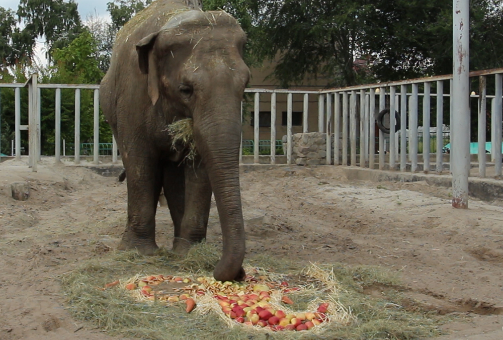 В Харьковском зоопарке отметили день рождения слонихи (видео)