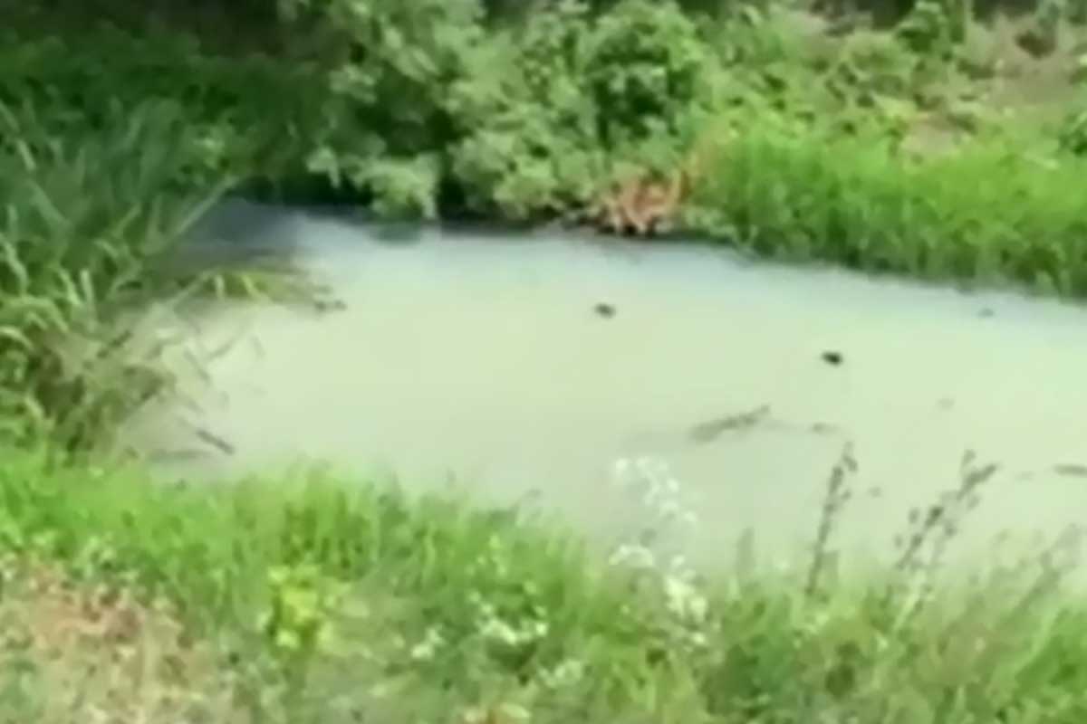 Вода в реке под Харьковом изменила цвет