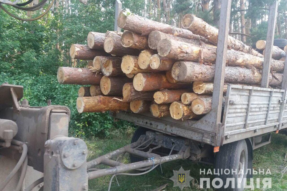 Черные лесорубы уничтожили сосны под Харьковом (фото)
