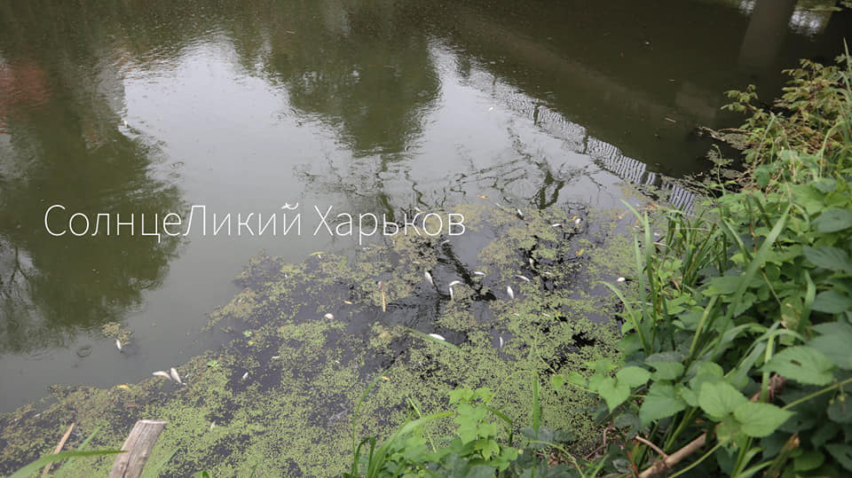 В Харькове - мор рыбы (фото, видео)