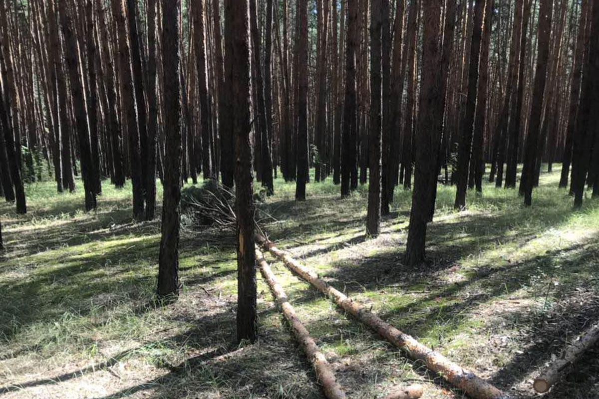 Под Харьковом поймали очередного черного лесоруба (фото)