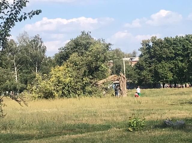 На ХТЗ рухнули деревья (фото)