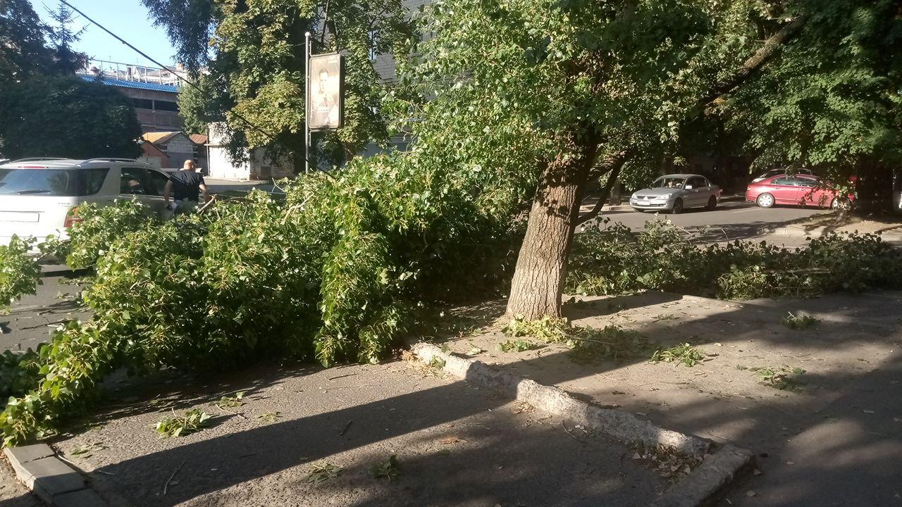 В центре Харькова рухнуло дерево (фото)