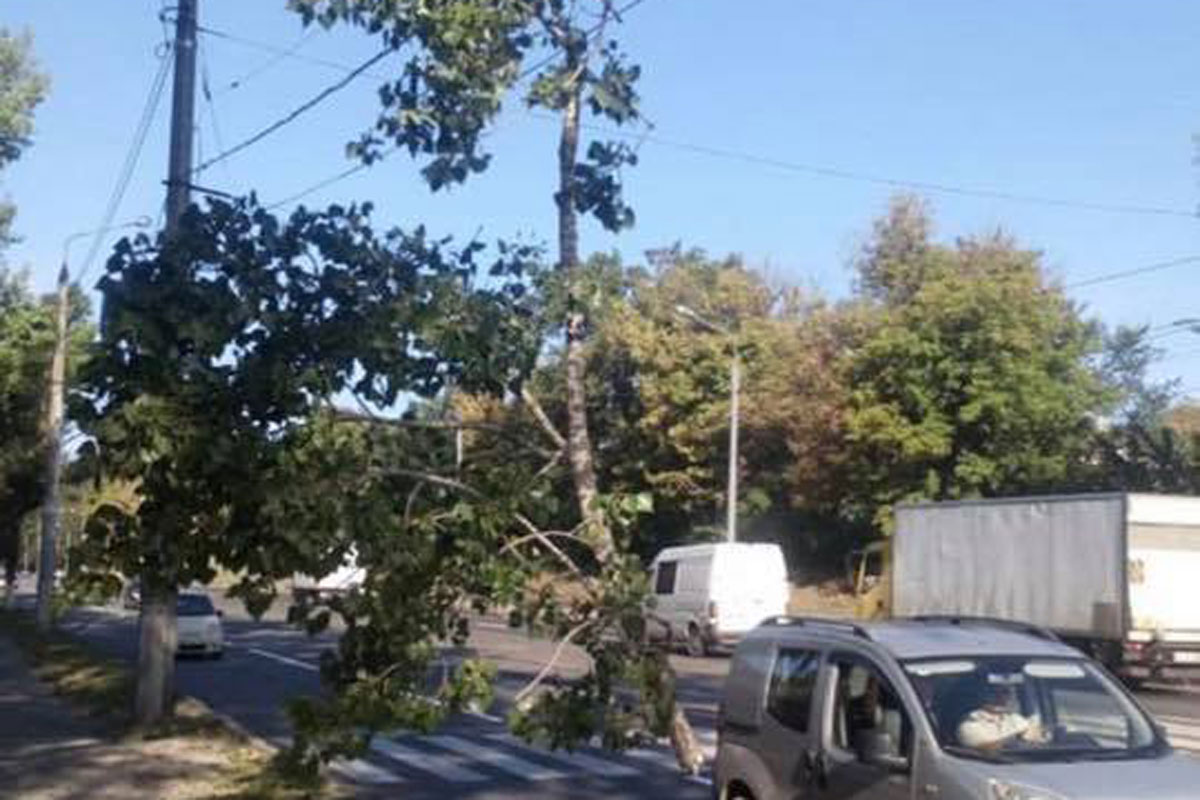 В Харькове над проезжей частью висит дерево (фото)