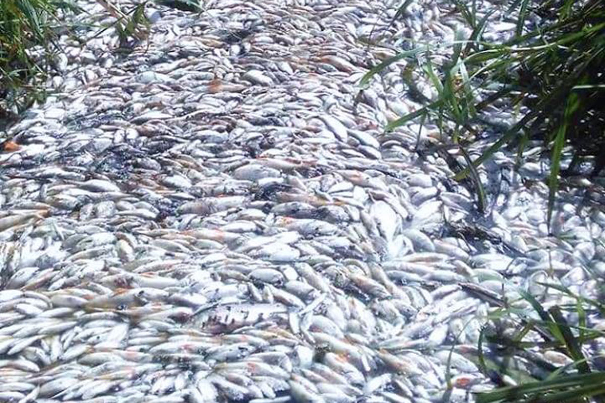 Река в Харькове кишит мертвой рыбой (фото)