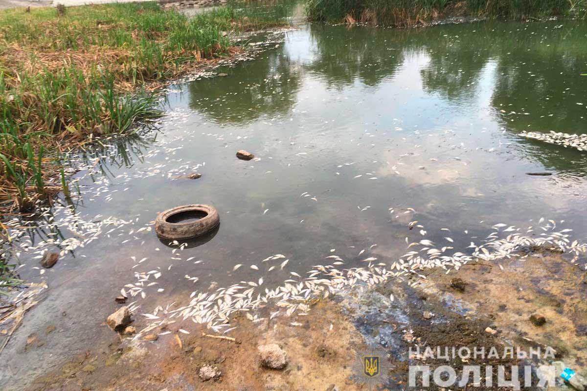 Массовая гибель рыбы в Харькове: полиция открыла дело